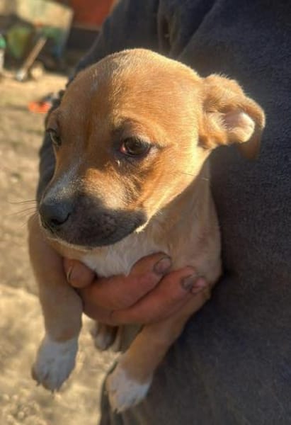 Oana, klein, süß, sucht Zuhause