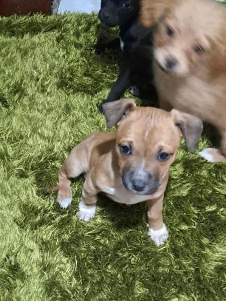 Oana, klein, süß, sucht Zuhause