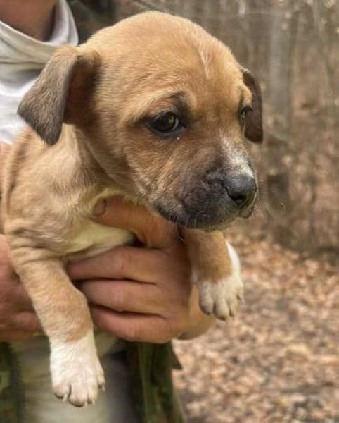 Oana, klein, süß, sucht Zuhause