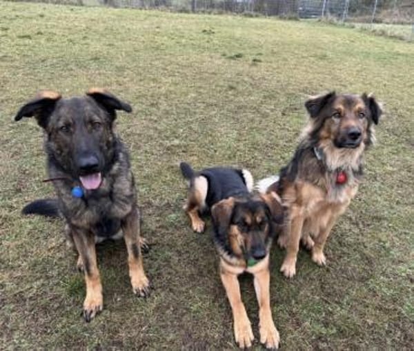 Pia eine tolle bildhübsche Hündin