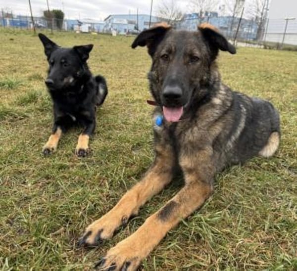 Pia eine tolle bildhübsche Hündin