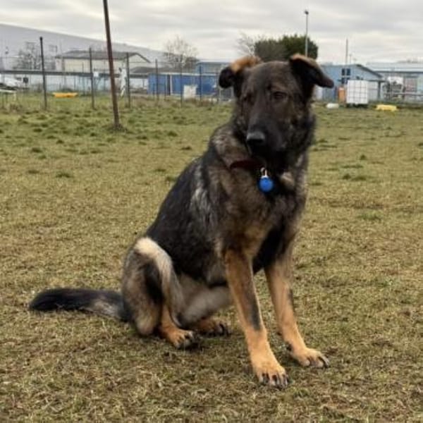 Pia eine tolle bildhübsche Hündin