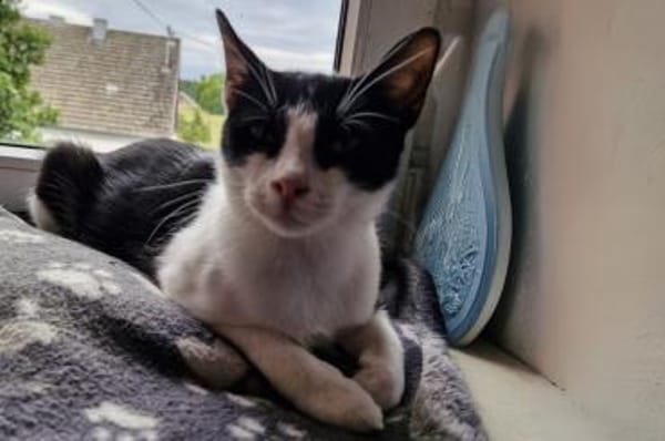 Pantera & Bianchina Juventina...