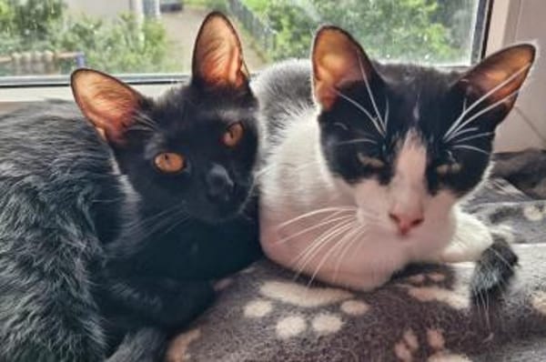 Pantera & Bianchina Juventina...