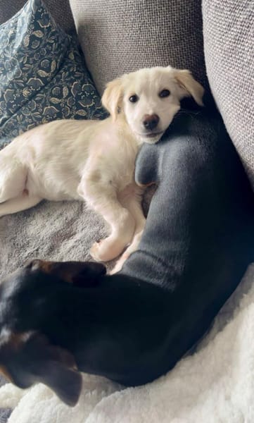 RAFFALELLO - sucht sein Zuhause