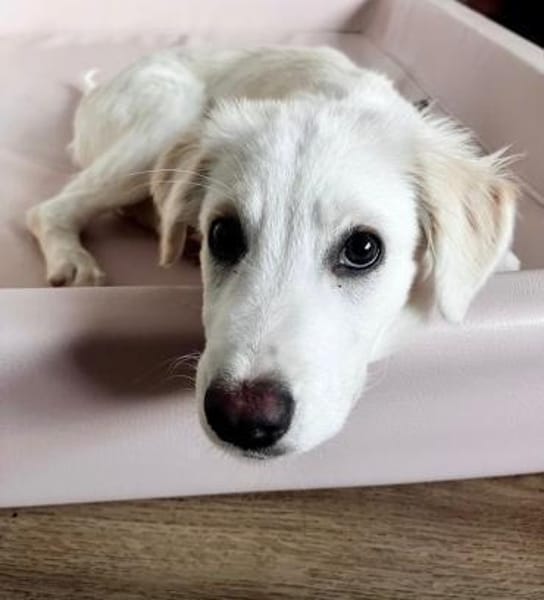 RAFFALELLO - sucht sein Zuhause