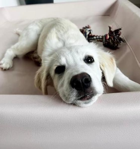 RAFFALELLO - sucht sein Zuhause