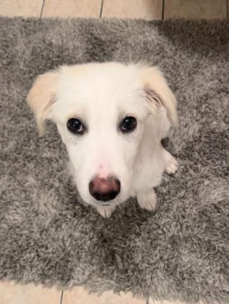 RAFFALELLO - sucht sein Zuhause