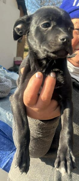 Odilia, Schnuckelchen sucht Zuhause