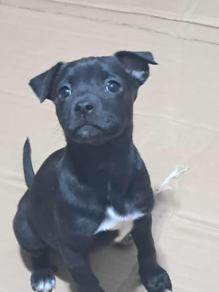 Odilia, Schnuckelchen sucht Zuhause