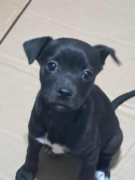 Odilia, Schnuckelchen sucht Zuhause