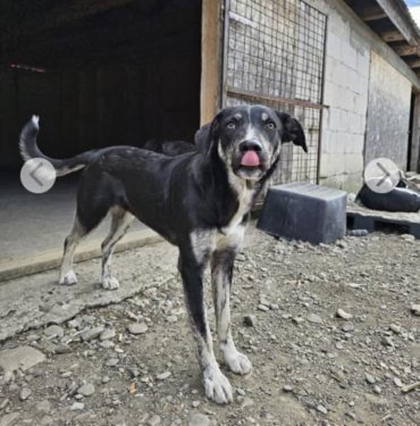 Clover ist anhänglich & harmonisch