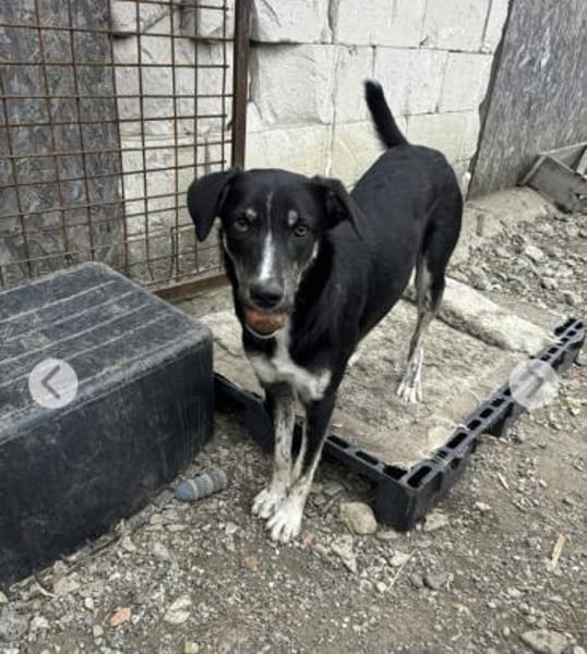 Clover ist anhänglich & harmonisch