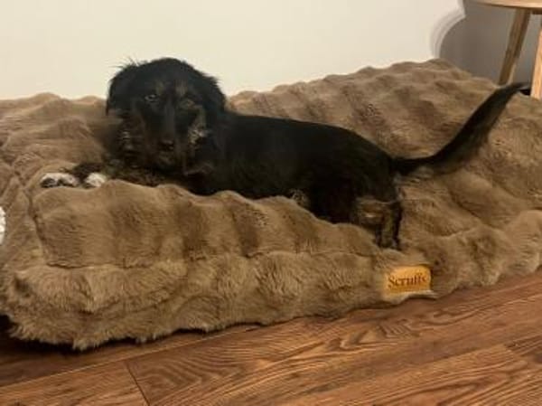 Schwänzchenwedelnd ins Glück - Polly