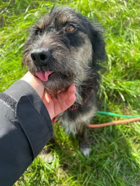 Schwänzchenwedelnd ins Glück - Polly