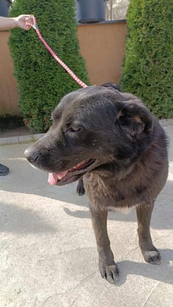 Tim ❤ jetzt auf Pflegestelle in Zittau