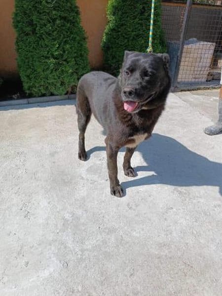 Tim ❤ jetzt auf Pflegestelle in Zittau