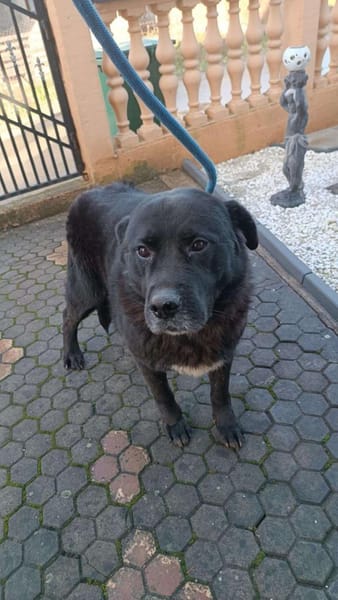 Tim ❤ jetzt auf Pflegestelle in Zittau