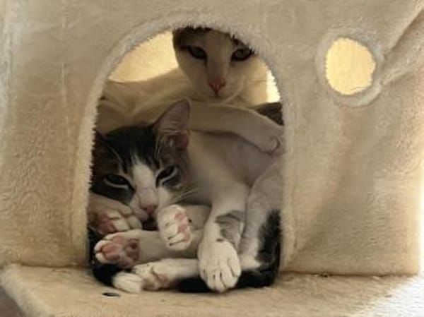 Sparkles und Mortis aus dem Tierschutz