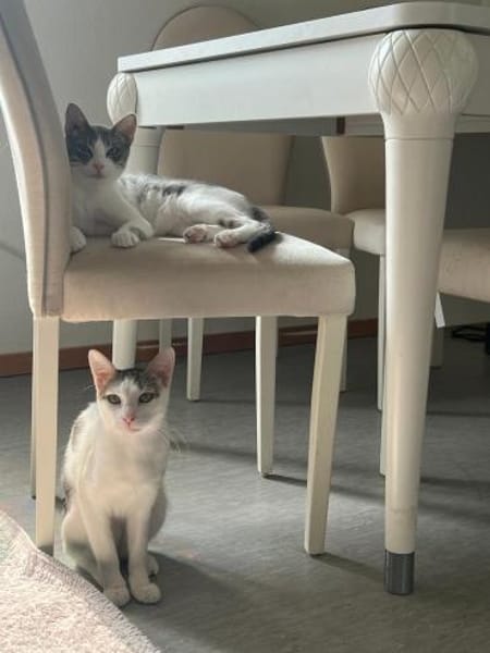 Sparkles und Mortis aus dem Tierschutz