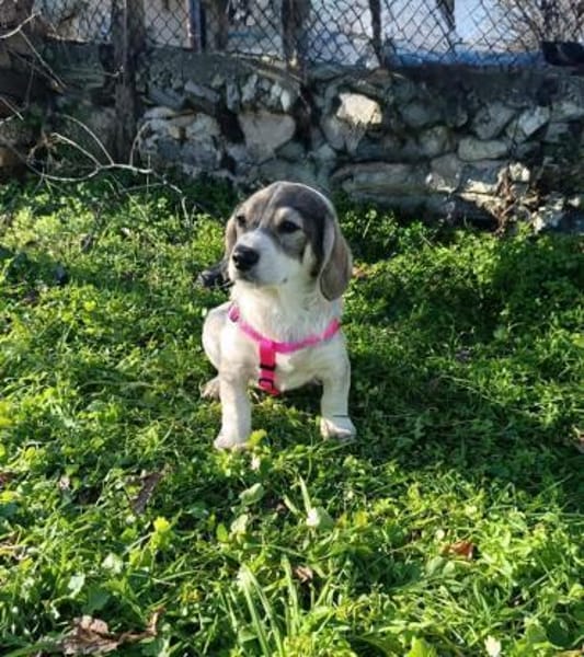 Karam sucht ein Zuhause