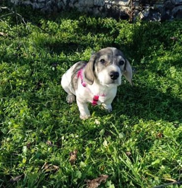 Karam sucht ein Zuhause