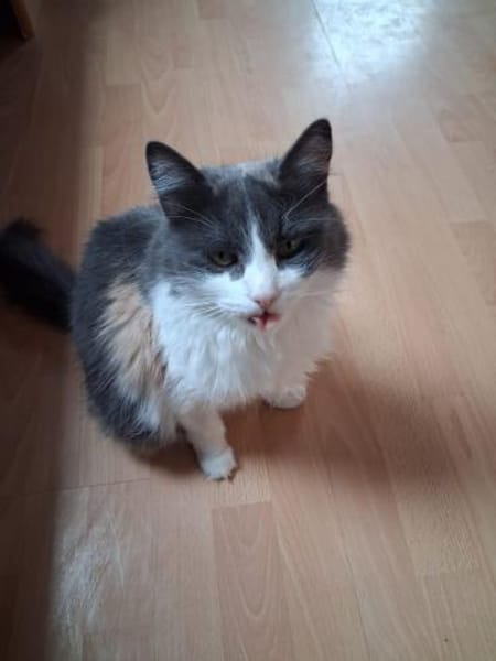 Burger verschmuster Maine-Coon-Mix