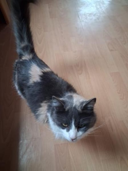 Burger verschmuster Maine-Coon-Mix