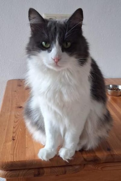 Burger verschmuster Maine-Coon-Mix