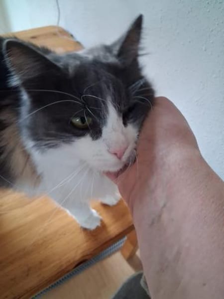 Burger verschmuster Maine-Coon-Mix