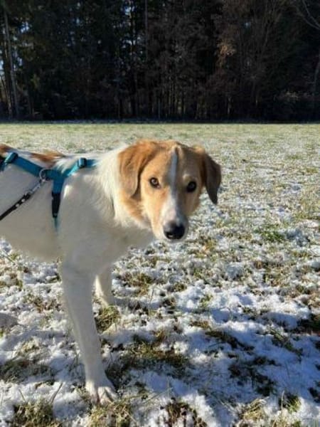 Rüde Momo auf PS in 80686 München