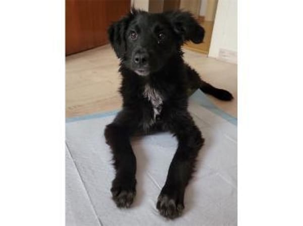 Perlie - wartet in 76437 Rastatt