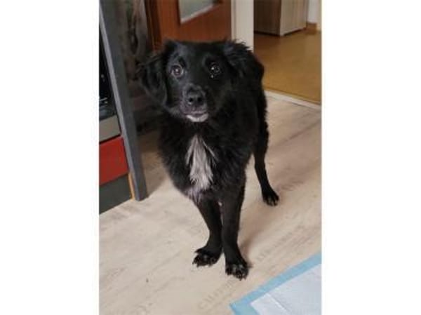 Perlie - wartet in 76437 Rastatt