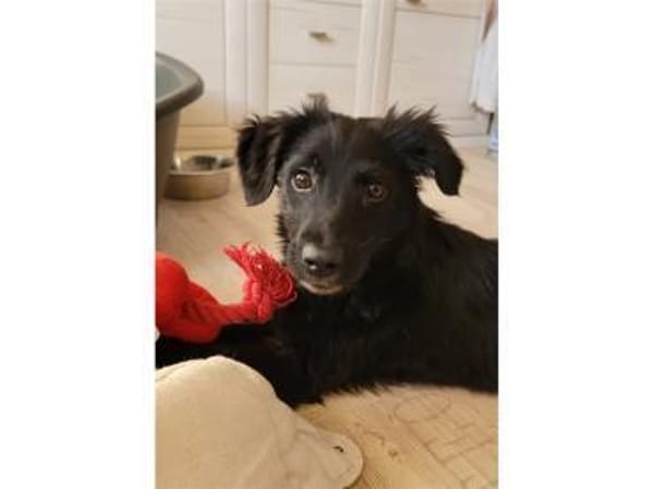 Perlie - wartet in 76437 Rastatt