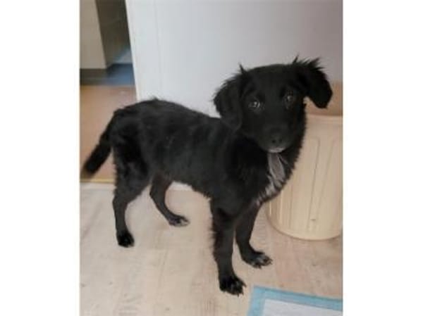 Perlie - wartet in 76437 Rastatt