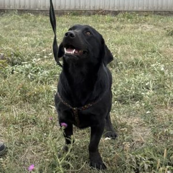 Brut ein kleiner Traumhund