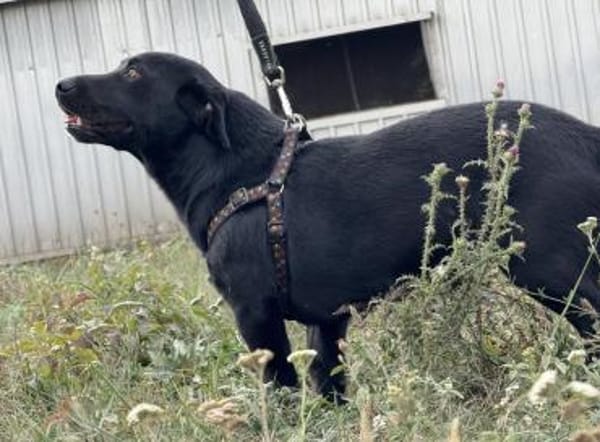 Brut ein kleiner Traumhund