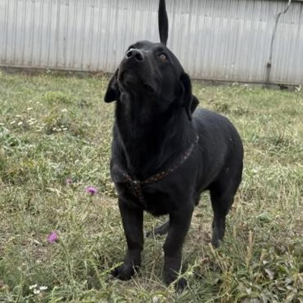 Brut ein kleiner Traumhund