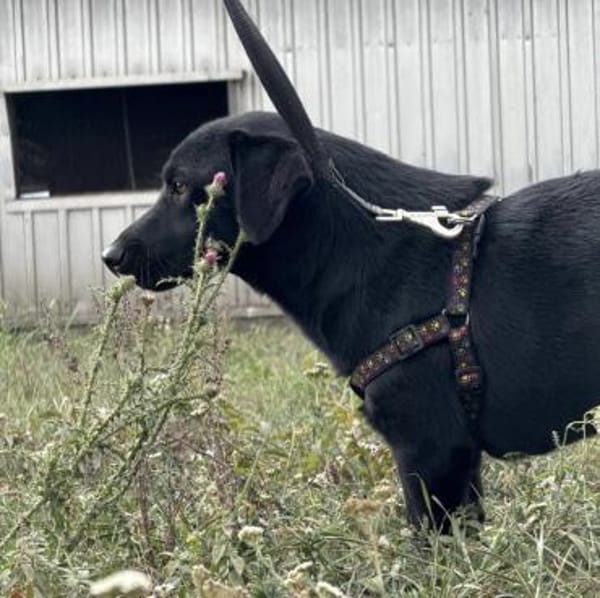 Brut ein kleiner Traumhund