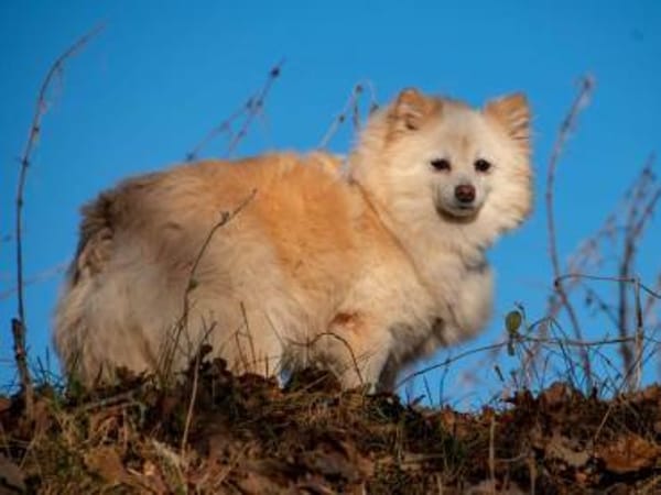 Roma sehnt sich nach Geborgenheit