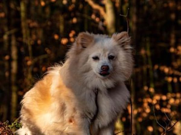 Roma sehnt sich nach Geborgenheit