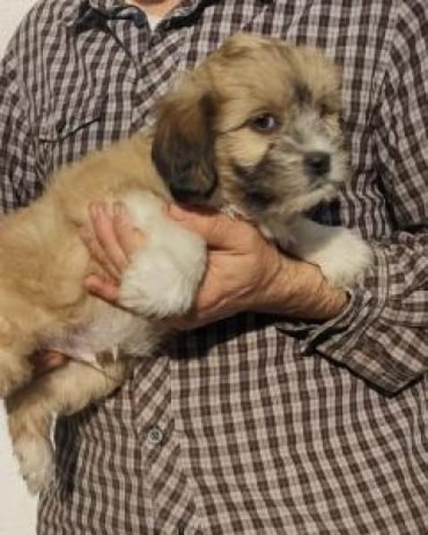 Pipo 23 cm (Dez 25) Pflegestelle