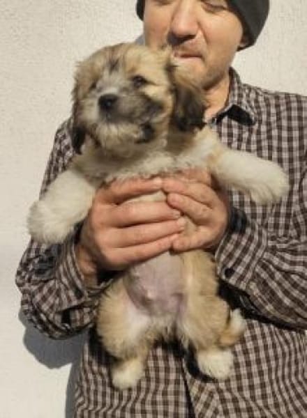 Pipo 23 cm (Dez 25) Pflegestelle