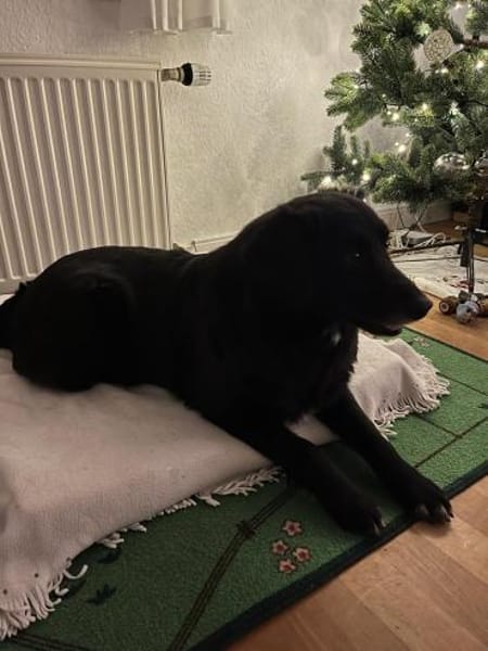 💕Parmida💕 sucht ihre Menschen💕