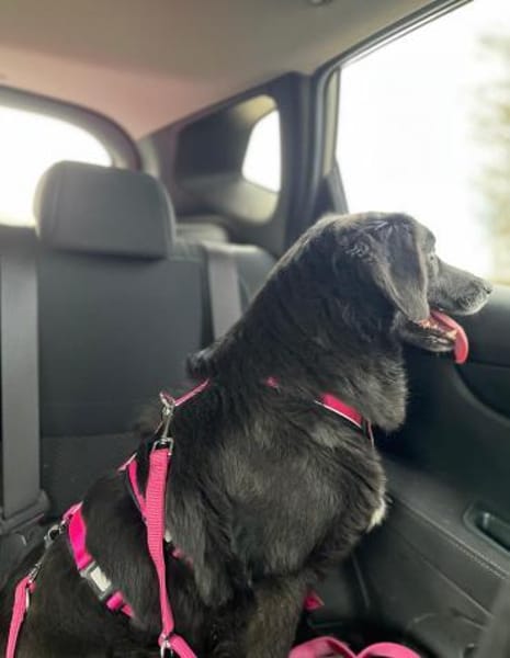 💕Parmida💕 sucht ihre Menschen💕