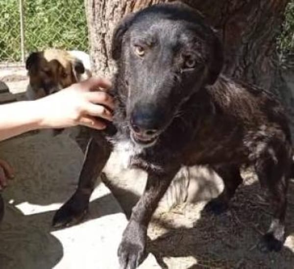 Moritz 38 cm (Pflegestelle)