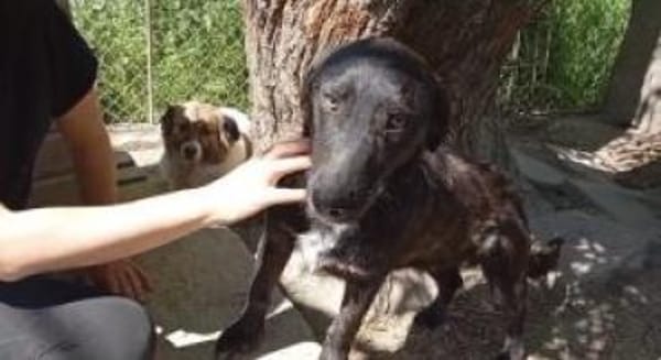 Moritz 38 cm (Pflegestelle)