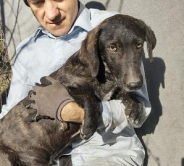 Moritz 38 cm (Pflegestelle)