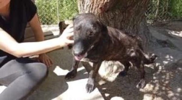 Moritz 38 cm (Pflegestelle)