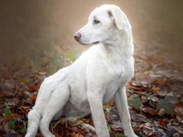 Dalia sucht engen Familienanschluss